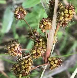 Luzula densiflora at Red Hill, ACT - 9 Oct 2022 11:55 AM