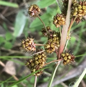 Luzula densiflora at Red Hill, ACT - 9 Oct 2022