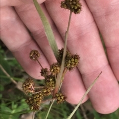 Luzula densiflora at Red Hill, ACT - 9 Oct 2022