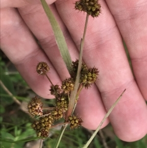 Luzula densiflora at Red Hill, ACT - 9 Oct 2022 11:55 AM