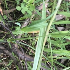 Luzula densiflora at Red Hill, ACT - 9 Oct 2022