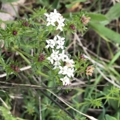 Asperula conferta at Red Hill, ACT - 9 Oct 2022 11:50 AM