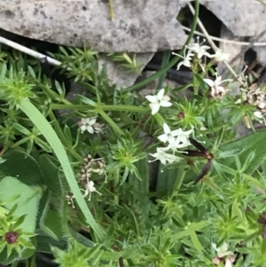 Asperula conferta at Red Hill, ACT - 9 Oct 2022 11:50 AM