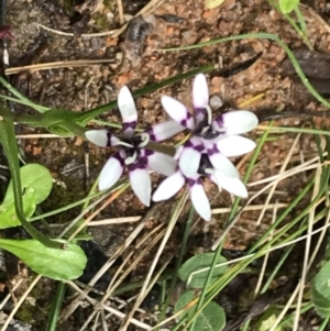 Wurmbea dioica subsp. dioica at Red Hill, ACT - 9 Oct 2022 11:50 AM