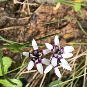 Wurmbea dioica subsp. dioica at Red Hill, ACT - 9 Oct 2022 11:50 AM