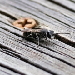 Unidentified Sand or digger wasp (Crabronidae or Sphecidae) at Wodonga, VIC - 23 Nov 2022 by KylieWaldon