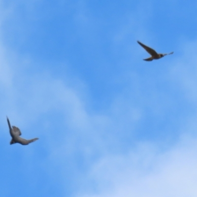 Falco longipennis (Australian Hobby) at Jerrabomberra Wetlands - 22 Nov 2022 by RodDeb