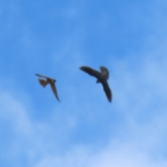 Falco longipennis at Kingston, ACT - 22 Nov 2022