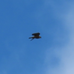 Falco longipennis at Kingston, ACT - 22 Nov 2022