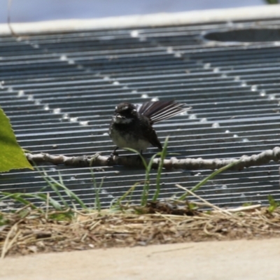 Rhipidura albiscapa (Grey Fantail) at Jerrabomberra Wetlands - 22 Nov 2022 by RodDeb