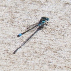 Austroagrion watsoni at Kingston, ACT - 22 Nov 2022