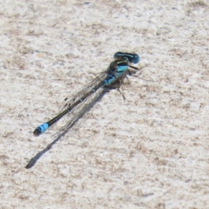 Austroagrion watsoni at Kingston, ACT - 22 Nov 2022