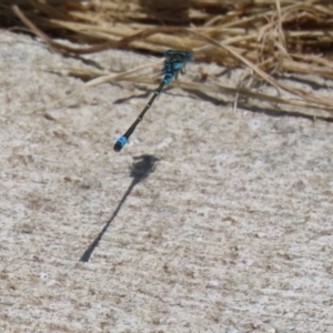 Austroagrion watsoni at Kingston, ACT - 22 Nov 2022 01:12 PM