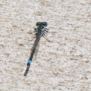 Austroagrion watsoni at Kingston, ACT - 22 Nov 2022