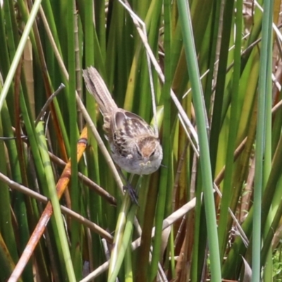 Poodytes gramineus (Little Grassbird) at Jerrabomberra Wetlands - 22 Nov 2022 by RodDeb
