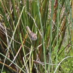 Poodytes gramineus at Kingston, ACT - 22 Nov 2022