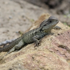 Intellagama lesueurii howittii (Gippsland Water Dragon) at Kingston, ACT - 22 Nov 2022 by RodDeb