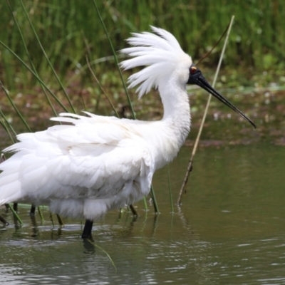 Platalea regia (Royal Spoonbill) at Jerrabomberra Wetlands - 22 Nov 2022 by RodDeb