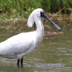 Platalea regia at Kingston, ACT - 22 Nov 2022 12:34 PM