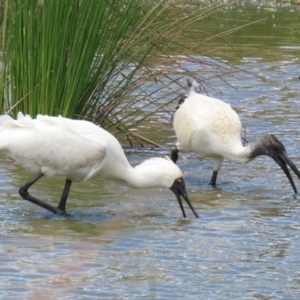 Platalea regia at Kingston, ACT - 22 Nov 2022