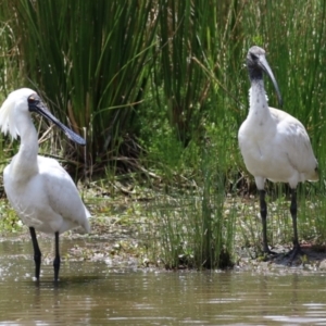 Platalea regia at Kingston, ACT - 22 Nov 2022 12:34 PM