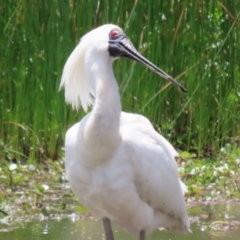 Platalea regia at Kingston, ACT - 22 Nov 2022 12:34 PM