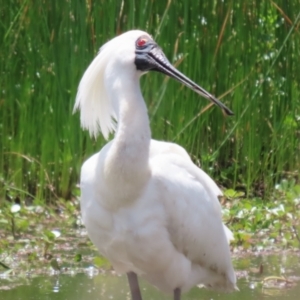 Platalea regia at Kingston, ACT - 22 Nov 2022 12:34 PM