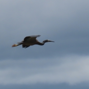 Egretta novaehollandiae at Kingston, ACT - 22 Nov 2022