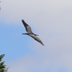 Egretta novaehollandiae at Kingston, ACT - 22 Nov 2022