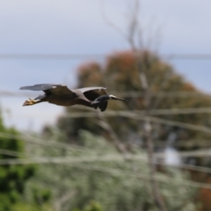 Egretta novaehollandiae at Kingston, ACT - 22 Nov 2022