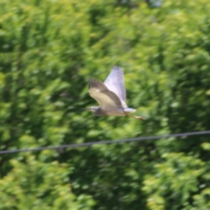 Egretta novaehollandiae at Kingston, ACT - 22 Nov 2022