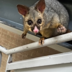 Trichosurus vulpecula (Common Brushtail Possum) at Acton, ACT - 23 Nov 2022 by belladurham