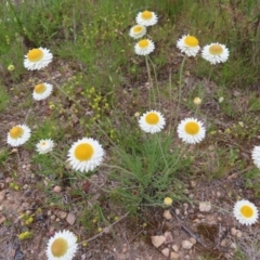 Leucochrysum albicans subsp. tricolor (Hoary Sunray) at Wanniassa Hill - 22 Nov 2022 by MatthewFrawley