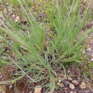 Leucochrysum albicans subsp. tricolor at Jerrabomberra, ACT - 23 Nov 2022