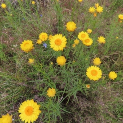 Xerochrysum viscosum (Sticky Everlasting) at Wanniassa Hill - 22 Nov 2022 by MatthewFrawley