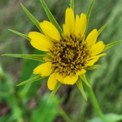 Tragopogon dubius (Goatsbeard) at Lyneham Wetland - 22 Nov 2022 by trevorpreston