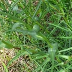 Tragopogon dubius at Lyneham, ACT - 23 Nov 2022