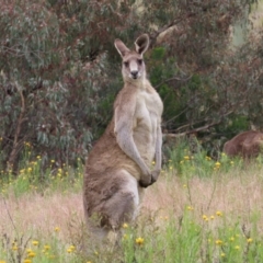 Macropus giganteus (Eastern Grey Kangaroo) at Jerrabomberra, ACT - 22 Nov 2022 by MatthewFrawley