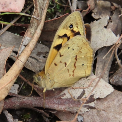 Heteronympha merope (Common Brown Butterfly) at Jerrabomberra, ACT - 23 Nov 2022 by MatthewFrawley