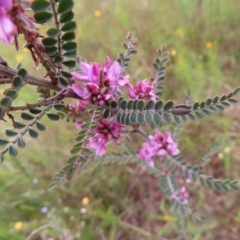 Indigofera adesmiifolia (Tick Indigo) at Jerrabomberra, ACT - 23 Nov 2022 by MatthewFrawley