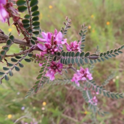 Indigofera adesmiifolia (Tick Indigo) at Jerrabomberra, ACT - 22 Nov 2022 by MatthewFrawley