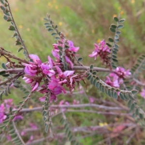 Indigofera adesmiifolia at Jerrabomberra, ACT - 23 Nov 2022