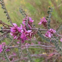 Indigofera adesmiifolia at Jerrabomberra, ACT - 23 Nov 2022