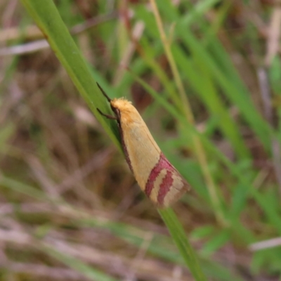 Coeranica isabella (A Concealer moth) at Jerrabomberra, ACT - 22 Nov 2022 by MatthewFrawley