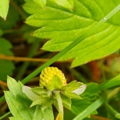 Potentilla vesca (Alpine Strawberry) at Isaacs Ridge and Nearby - 23 Nov 2022 by Mike