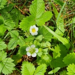 Potentilla vesca at Isaacs, ACT - 23 Nov 2022