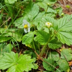 Potentilla vesca at Isaacs, ACT - 23 Nov 2022