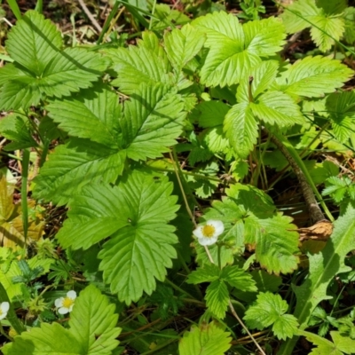 Potentilla vesca (Alpine Strawberry) at Isaacs, ACT - 23 Nov 2022 by Mike