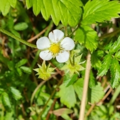 Potentilla vesca at Isaacs, ACT - 23 Nov 2022