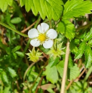 Potentilla vesca at Isaacs, ACT - 23 Nov 2022